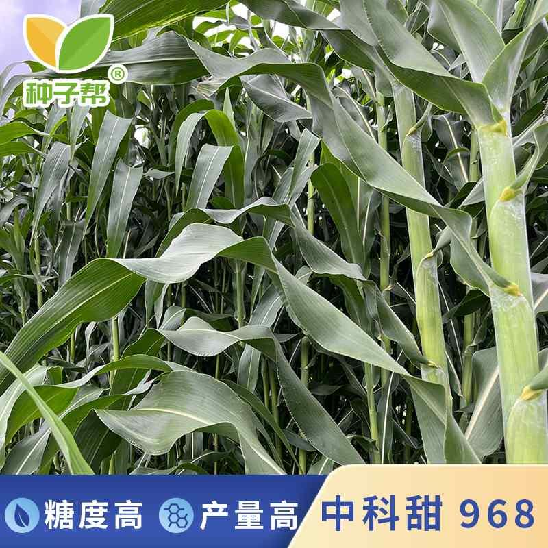 中科甜968甜高粱种子春夏播种新型耐旱高产种植牛羊优质饲用牧草