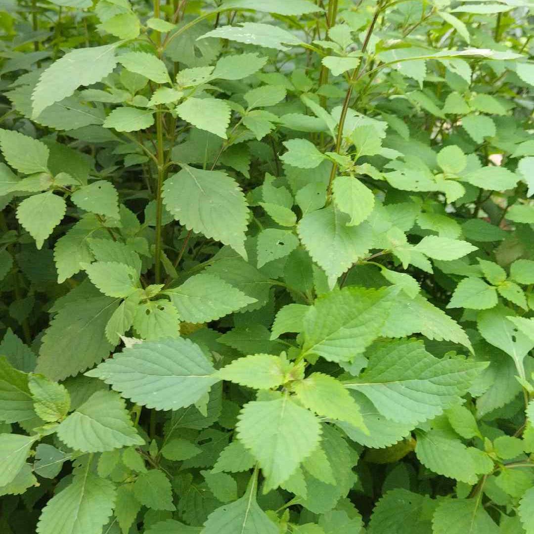 四川新鲜木姜菜苗 小鱼香菜种子 炒酸菜辣椒豆花木 蘸料宜宾鱼香