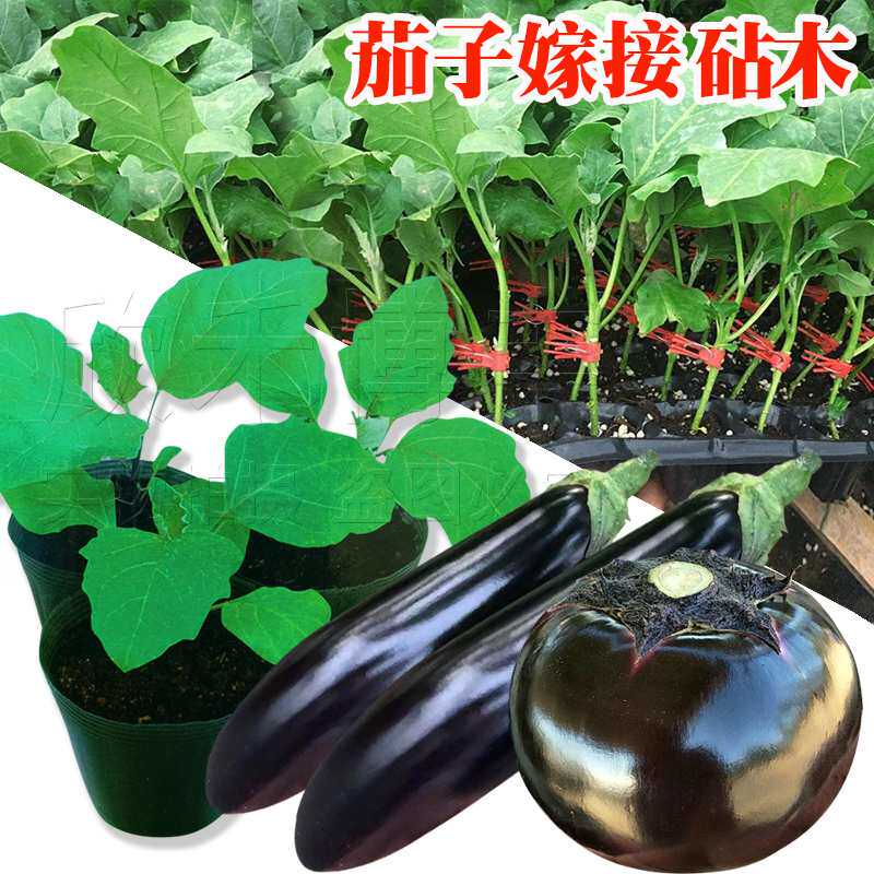 茄子嫁接专用砧木种孑亲和力成活率高好抗病根系发达壮砧木种子