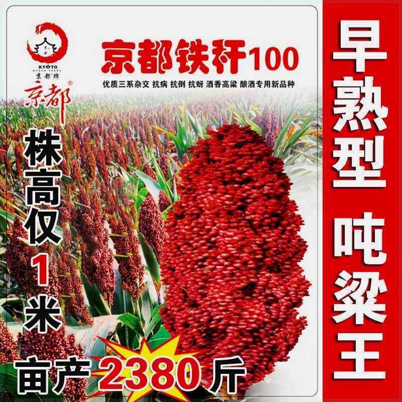 京都铁杆100矮杆酒糯高粱红高粱种子早熟东北酿酒高粱籽抗病抗倒