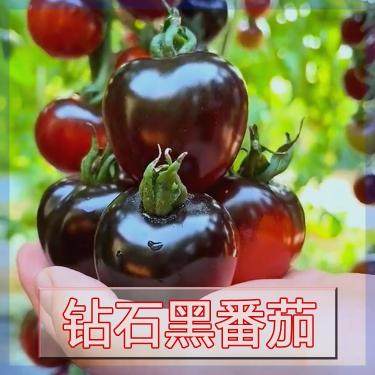 番茄钻石黑种子盆栽阳台小番茄种子四季播种水果种籽蔬菜小西红柿