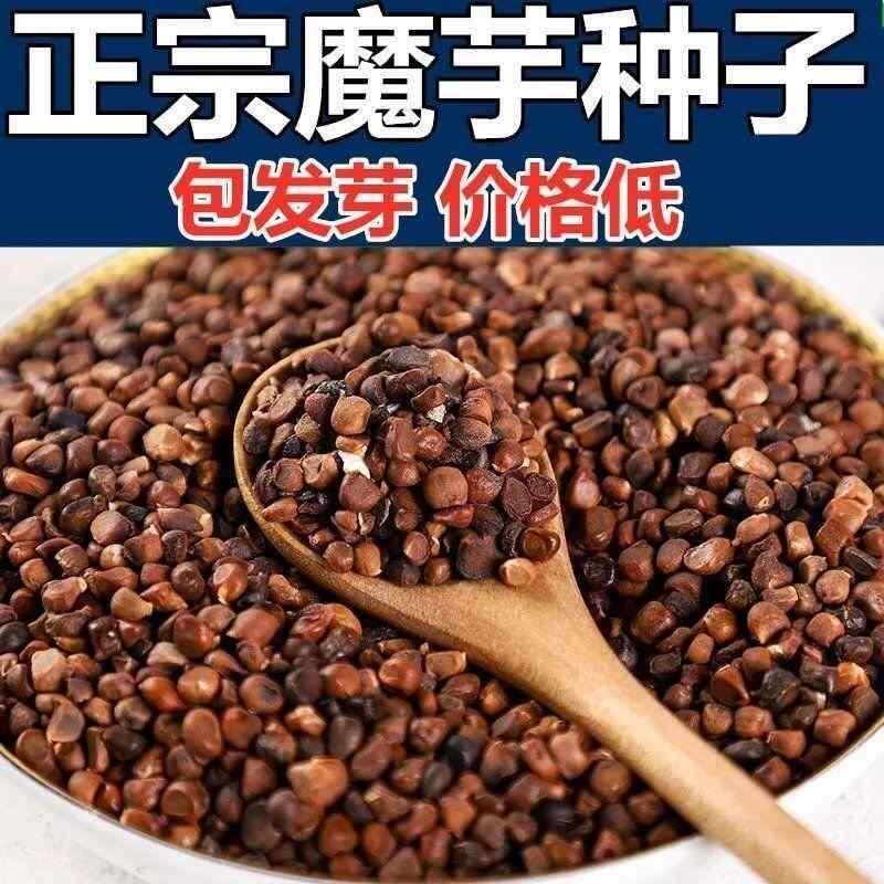 正宗魔芋种子云南高产一代种子四季种植苗脱水消毒贵州花魔芋种籽