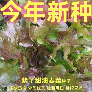 赤艳菜紫红油麦开丫甜种子耐热红尖叶甜麦菜四季大田速生菜红麦菜