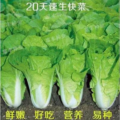 成熟20一送天二四买季速生抗病耐热耐湿小白菜种子快菜种子蔬菜种