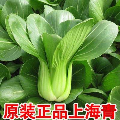 青蔬种子菜籽上海正宗菜种籽大全鸡毛菜青菜小白菜四季菜种孑冬季