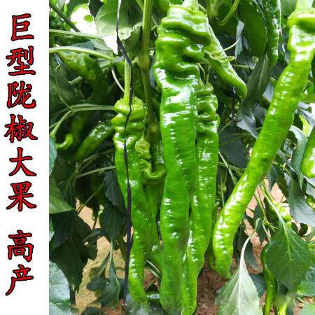 巨型椒龙【种子】特大螺丝椒种籽陇椒种子螺丝椒种子龙椒辣椒种子