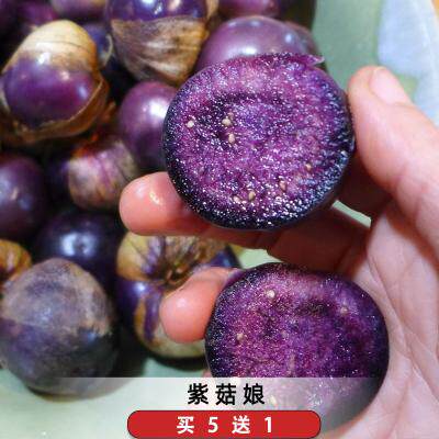 菇娘种果紫子姑娘果种籽孑紫色水果酸浆挂金灯笼果阳台盆栽可食用