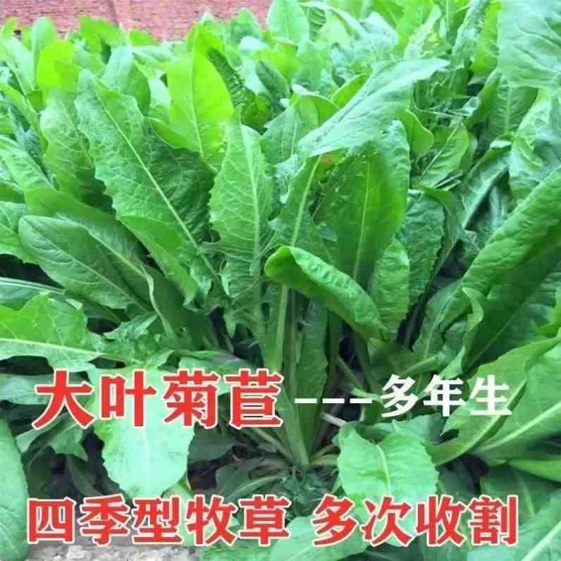 将军菊苣种子多年生四季大叶高产牧草猪牛羊鸡鸭鹅鱼兔菊苣草种籽 电子元器件市场 连接器 原图主图