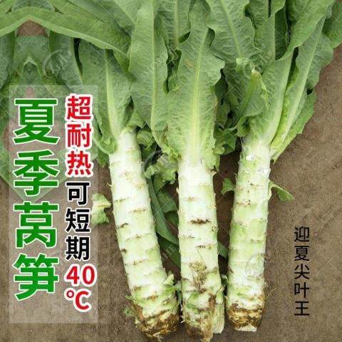 笋莴种四季子高产耐热耐寒青皮绿肉莴笋籽蔬菜种籽阳台种植香莴苣