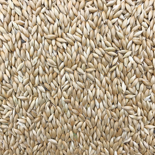 金丝雀芙蓉鹦鹉黄雀鸟粮 白尖粟 鹦鹉鸟食饲料 加纳利子