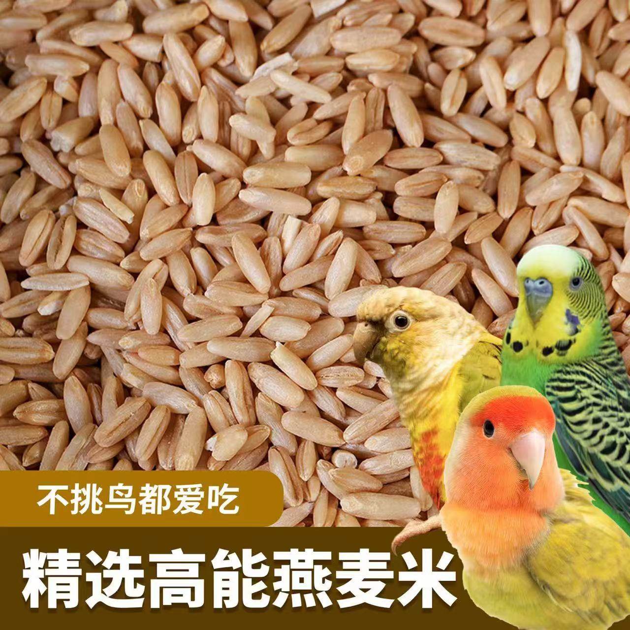 燕麦米鸟粮粗粮中小型鹦鹉饲料鸟食玄风牡丹虎皮零食 甘肃特产,宠物/宠物食品及用品,鸟食,淘宝优惠券,粉丝福利购,淘宝优惠卷