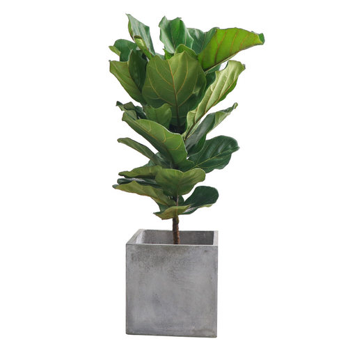 琴榕叶植物多少钱 琴榕叶植物价格 小麦优选