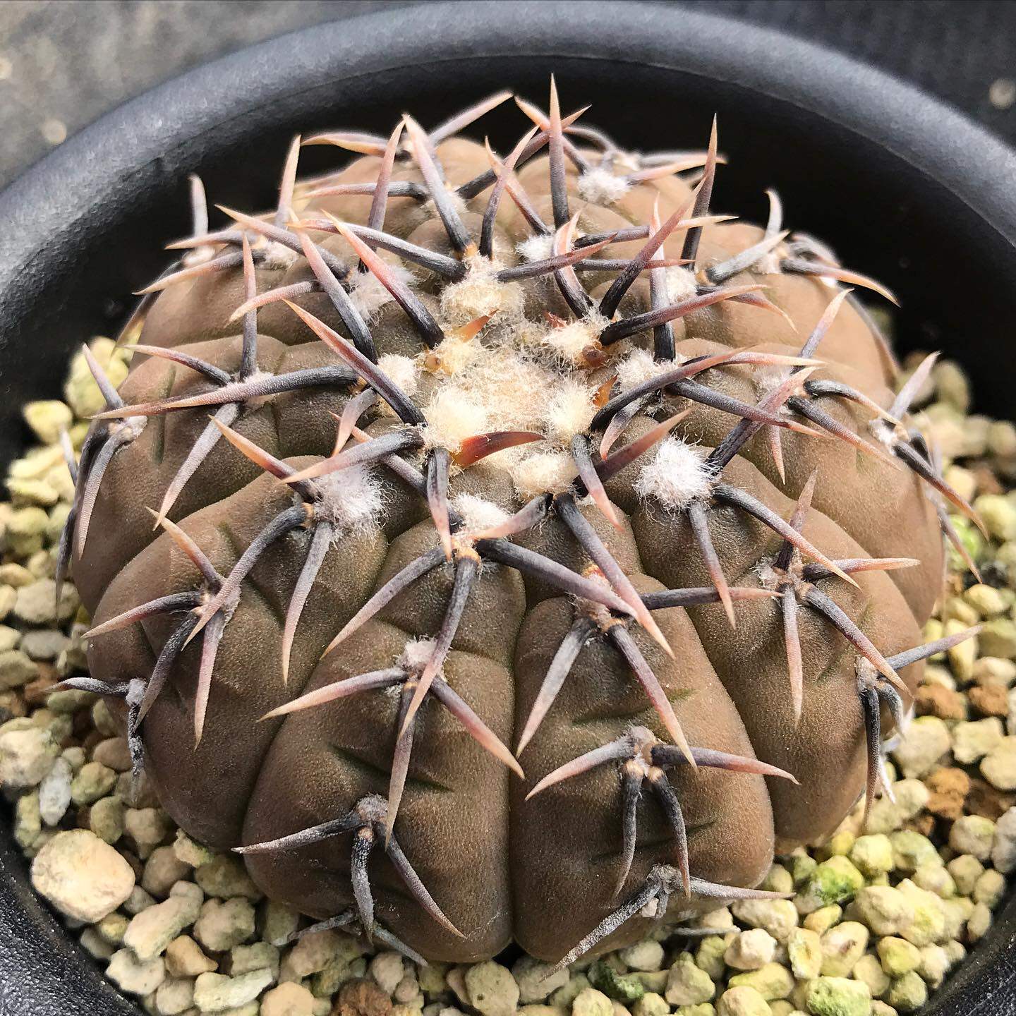 强刺怪龙王仙人球稀有品种精品贵货开花多肉植物花卉盆栽办公室