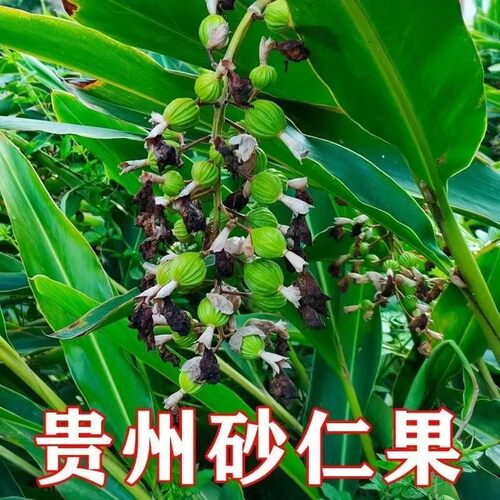 2026年贵州特产新鲜草果正宗新鲜砂仁果开胃生砂仁调味