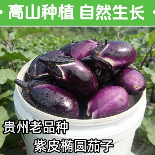 贵州露天农家自种椭圆紫色茄子茄子圆茄子新鲜采摘应季蔬菜