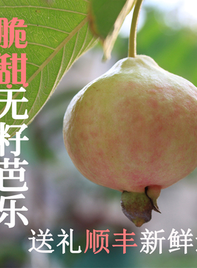 无籽脆甜红宝石红心番石榴水果新鲜包邮低糖芭乐低卡新鲜孕妇水果