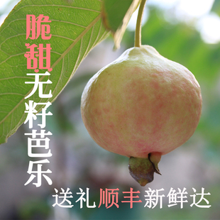 无籽脆甜红宝石红心番石榴水果新鲜包邮低糖芭乐低卡新鲜孕妇水果