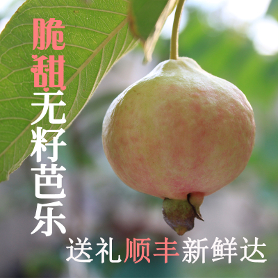 无籽脆甜孕妇水果广东新鲜番石榴