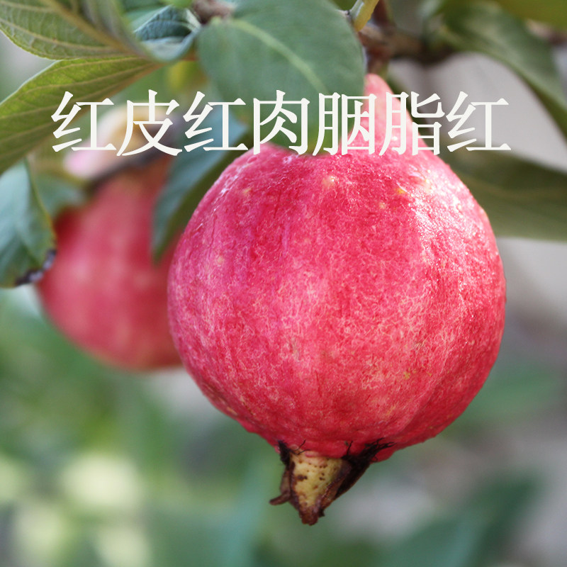 红心芭乐番石榴不长肉不升糖软糯香甜老人小孩低糖水果顺丰包邮