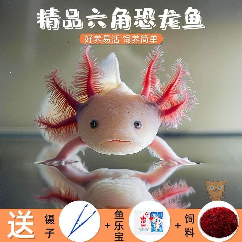 六角恐龙鱼观赏鱼冷水鱼蝾螈宠物鱼活体六角龙淡水好养易活美西螈,搬运/仓储/物流设备,其他起重搬运设备,淘宝优惠券,粉丝福利购,淘宝优惠卷