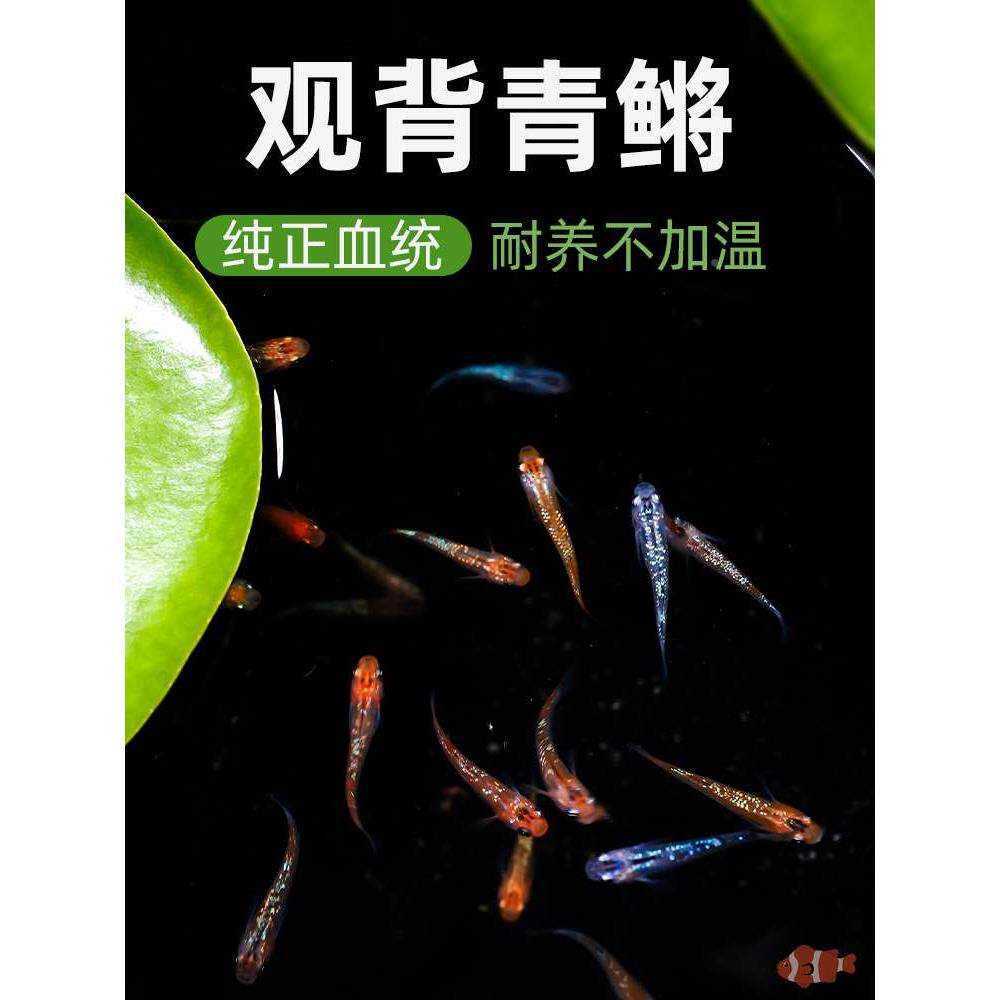 观背青鳉鱼卵淡水观赏鱼魔法鱼冷水鱼小锦鲤古法养鱼免打氧广温鱼