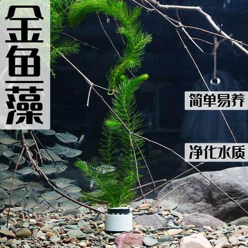 金鱼藻轮叶黑藻水芙蓉淡水活体前景后景真水草造景净化水质金鱼草