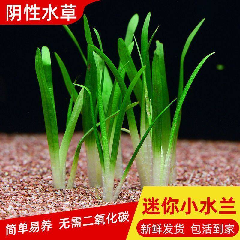 中前景水草小水兰 迷你水兰细叶水兰 龙舌兰无需二氧化碳底沙种植