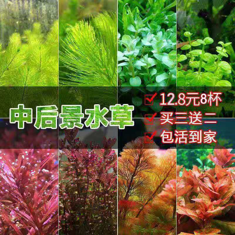 鱼缸懒人水草活体植物淡水有茎草缸造景水族箱中后景水草套餐包邮