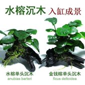鱼缸真水草净水新手水榕沉木活体水族箱造景装 饰懒人沉底不用底砂