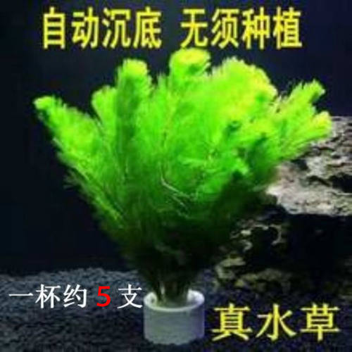 【鱼缸水草】【真水草】好养耐活真水草植物绿菊鱼缸水草造景装饰
