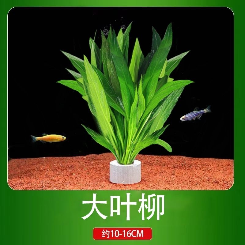 鱼缸懒人水草植物造景水族箱中后水草