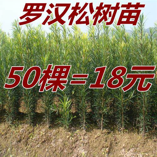 罗汉松树苗 盆景树桩造型 造林征地苗木 绿植观叶庭院植物