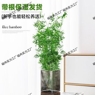 水培植物米竹室内盆栽富贵竹南天竹盆景绿植带根水生竹子花卉好养