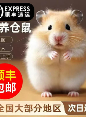 家养金丝熊仓鼠活体顺丰包邮包活