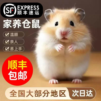 【1625 人收藏】小仓鼠宠物家养金丝熊米熊活物活体银狐布丁公婆