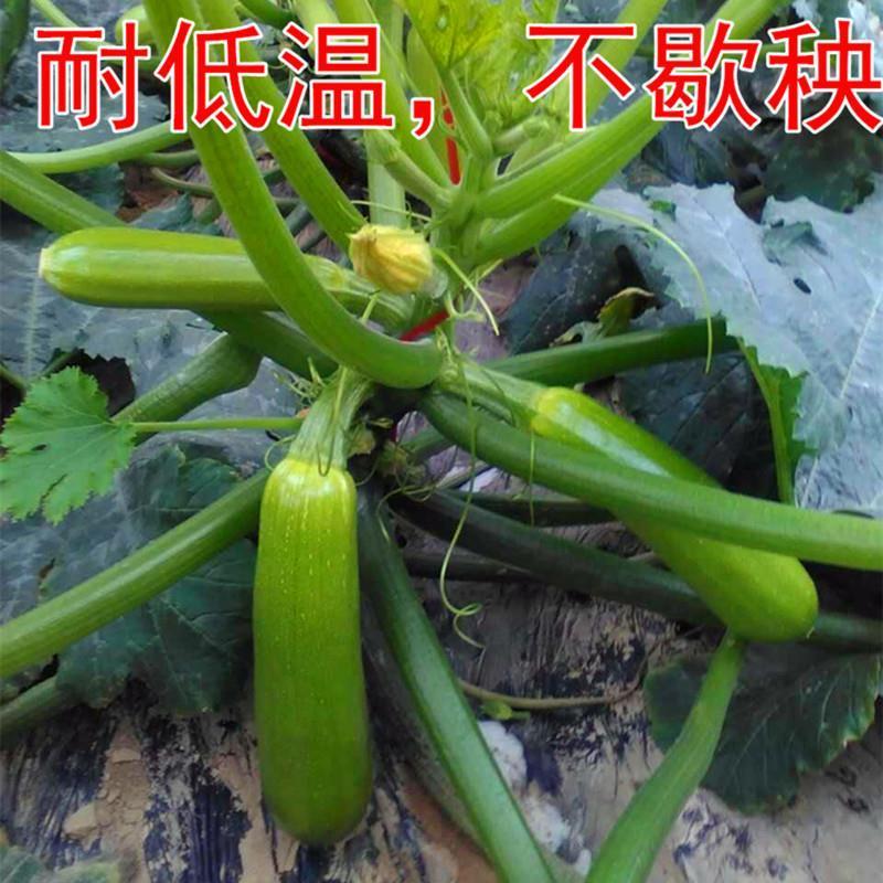 西芦种子瓜种籽茭角瓜抗病毒耐寒油亮翠绿高产格瑞