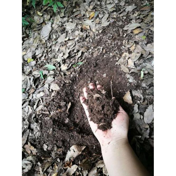腐殖土垫材雨林蝎蜈蚣马陆专用保湿土林下土富含有机质菌落分解土