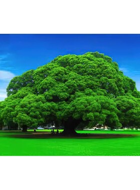 绿色大树吉祥如意平安守护自粘贴画卧室客厅装饰画海报森林树木画