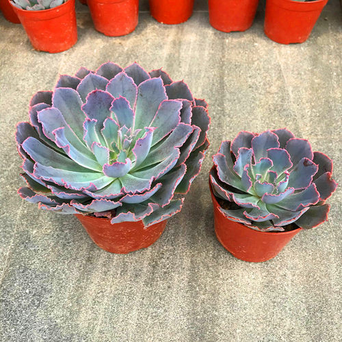 紫霞仙子多肉植物价格 紫霞仙子多肉植物图片 星期三