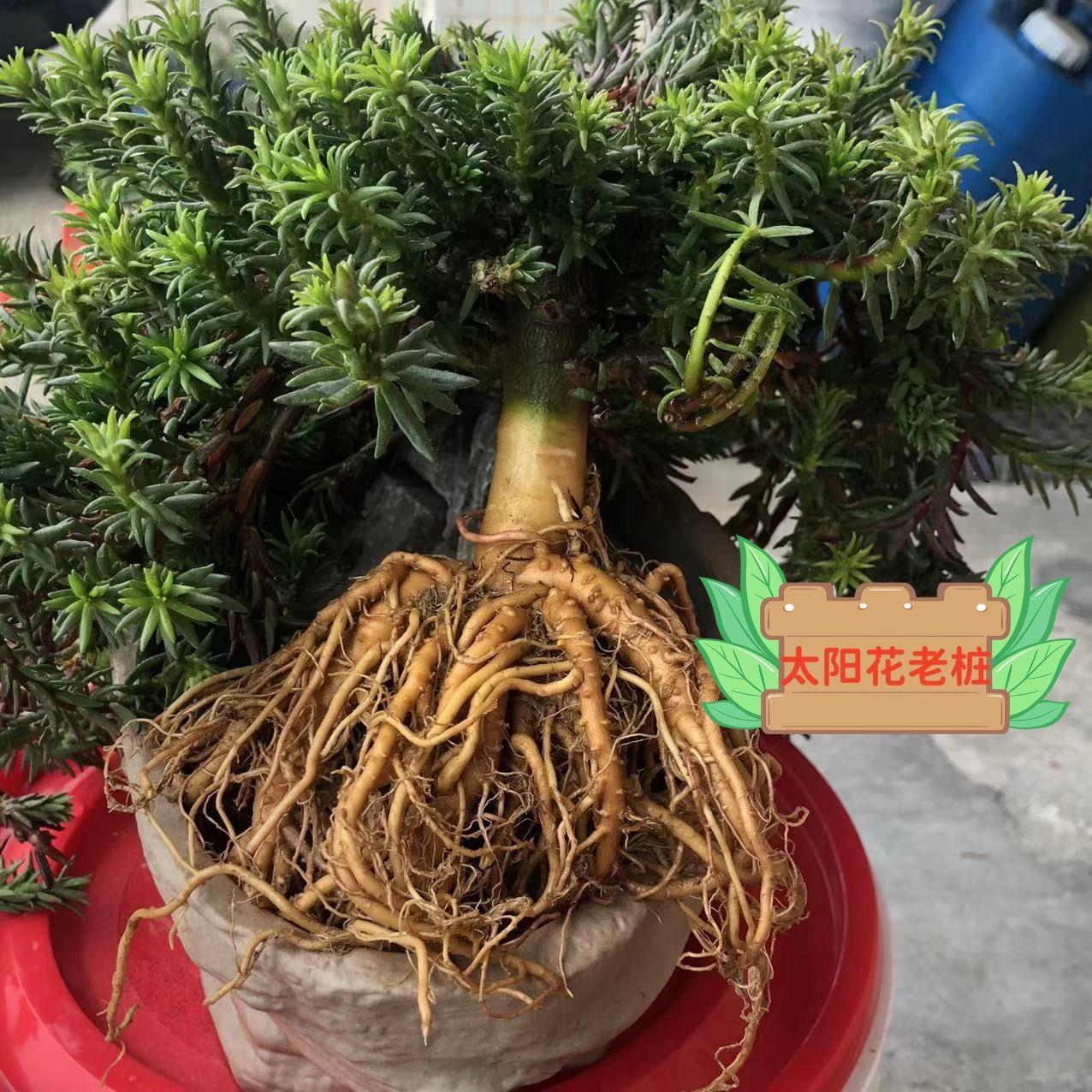 重瓣太阳花老桩牡丹玫红素材花苗带根带土带花苞盆栽绿植造型花卉