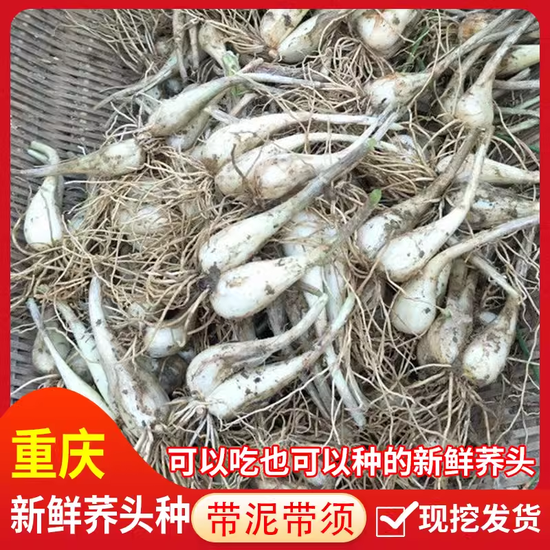重庆新鲜带泥荞头现挖藠头农家当季蔬菜教头种子四川泡菜荞头带叶