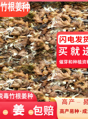 四川竹根姜种子姜种子嫩姜种仔姜种新鲜姜种正宗带泥种子重庆发货