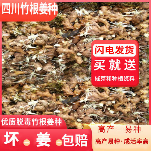 四川竹根姜种子姜种子嫩姜种仔姜种新鲜姜种正宗带泥种子重庆发货