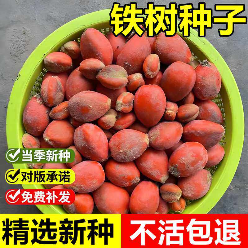 当年新采铁树种子苏铁避火蕉凤尾草耐热耐旱四季常绿观赏景观树种
