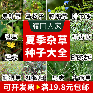 夏季庄稼地草籽马松子牛筋草叶下珠草龙狼把草菜地杠板归马唐种子