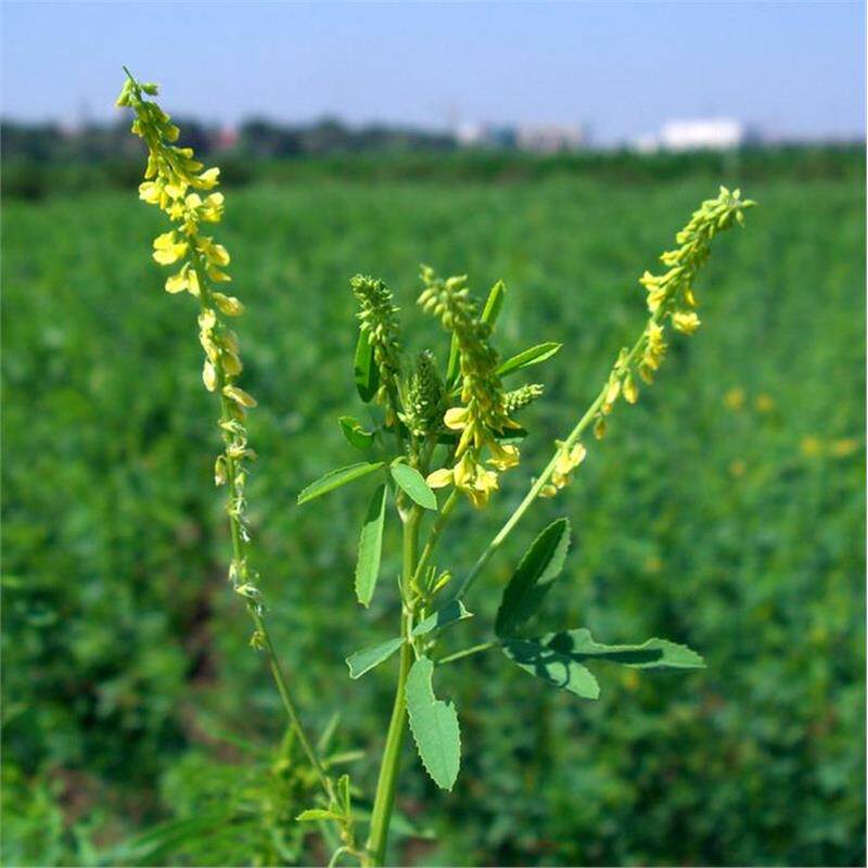 草木犀种子绿肥黄花苜蓿樨