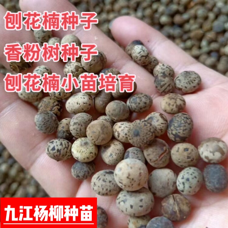 当年新采的刨花楠种子润香