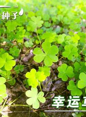 白三叶草种子【幸运草花种子】阳台观赏花卉三叶草盆栽红三叶四季