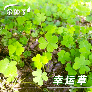 白三叶草种子【幸运草花种子】阳台观赏花卉三叶草盆栽红三叶四季