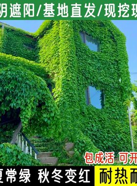爬山虎种子五叶地锦灌木葛